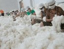 澳棉成交活跃 国内棉花企业看低棉价